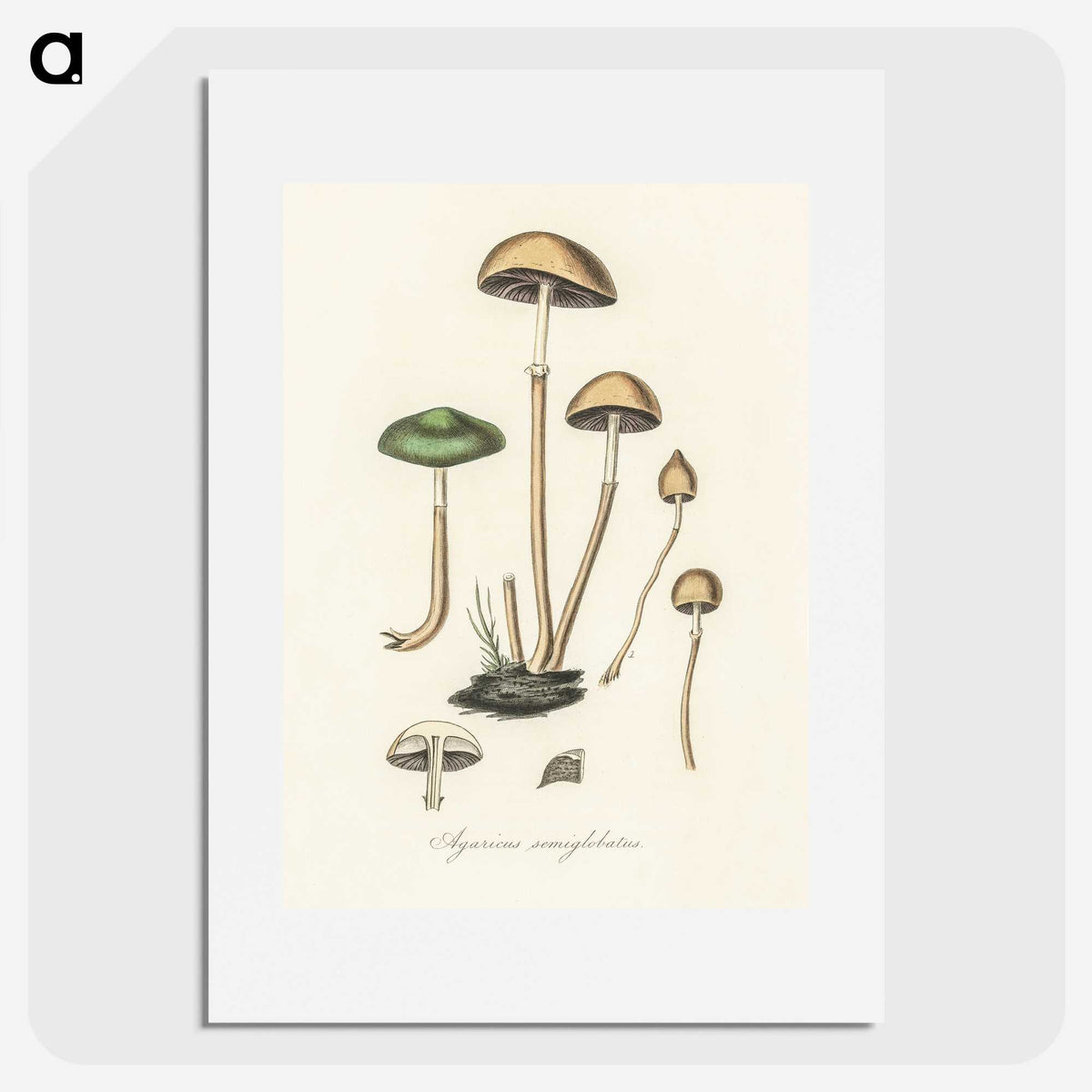 1-11_Medical-Botany_picture