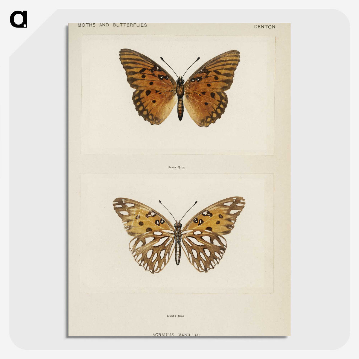 1-11_Moths-and-Butterflies-of-the-United-States_picture-crop