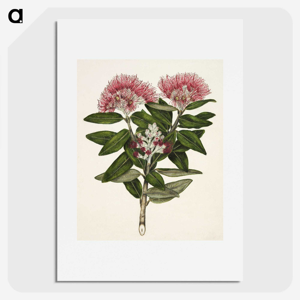 1-11_Native-Flowering-Plants-of-New-Zealand_picture