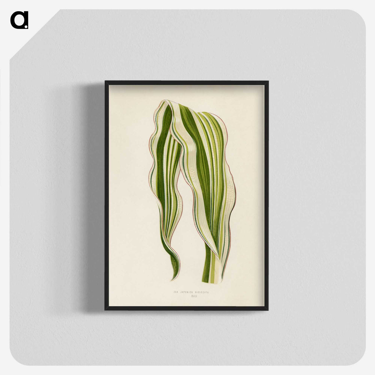 1-11_New-and-Rare-Beautiful-Leaved-Plants_blk-crop