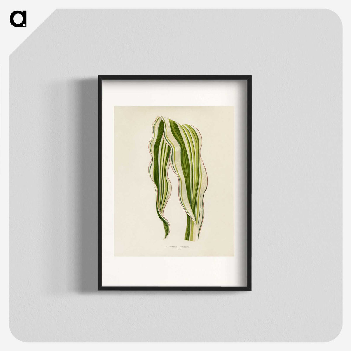 1-11_New-and-Rare-Beautiful-Leaved-Plants_blk