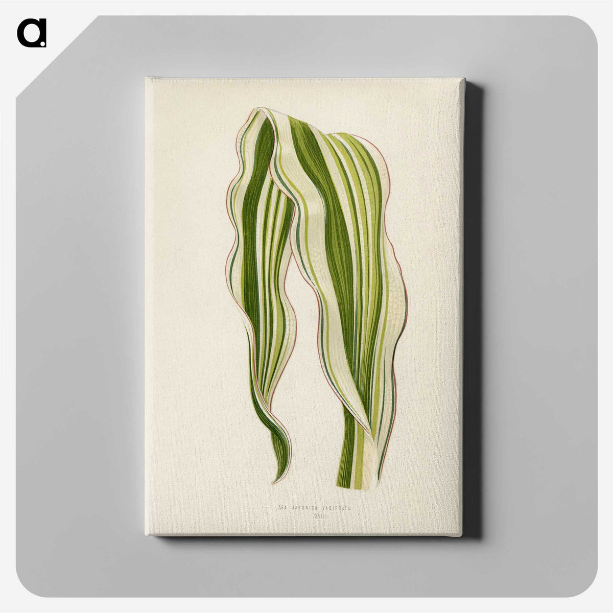 1-11_New-and-Rare-Beautiful-Leaved-Plants_canvas
