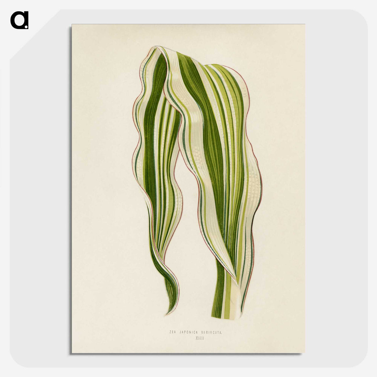 1-11_New-and-Rare-Beautiful-Leaved-Plants_picture-crop