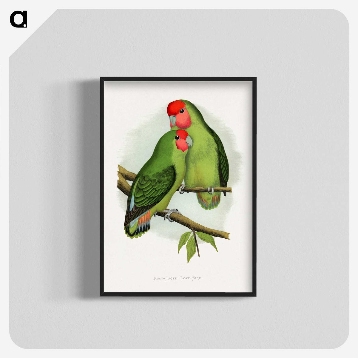 1-11_Parrots-in-Captivity_blk-crop
