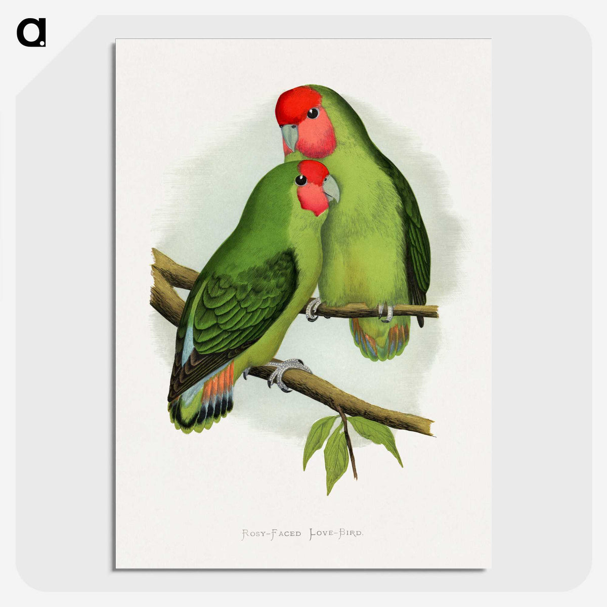 1-11_Parrots-in-Captivity_picture-crop