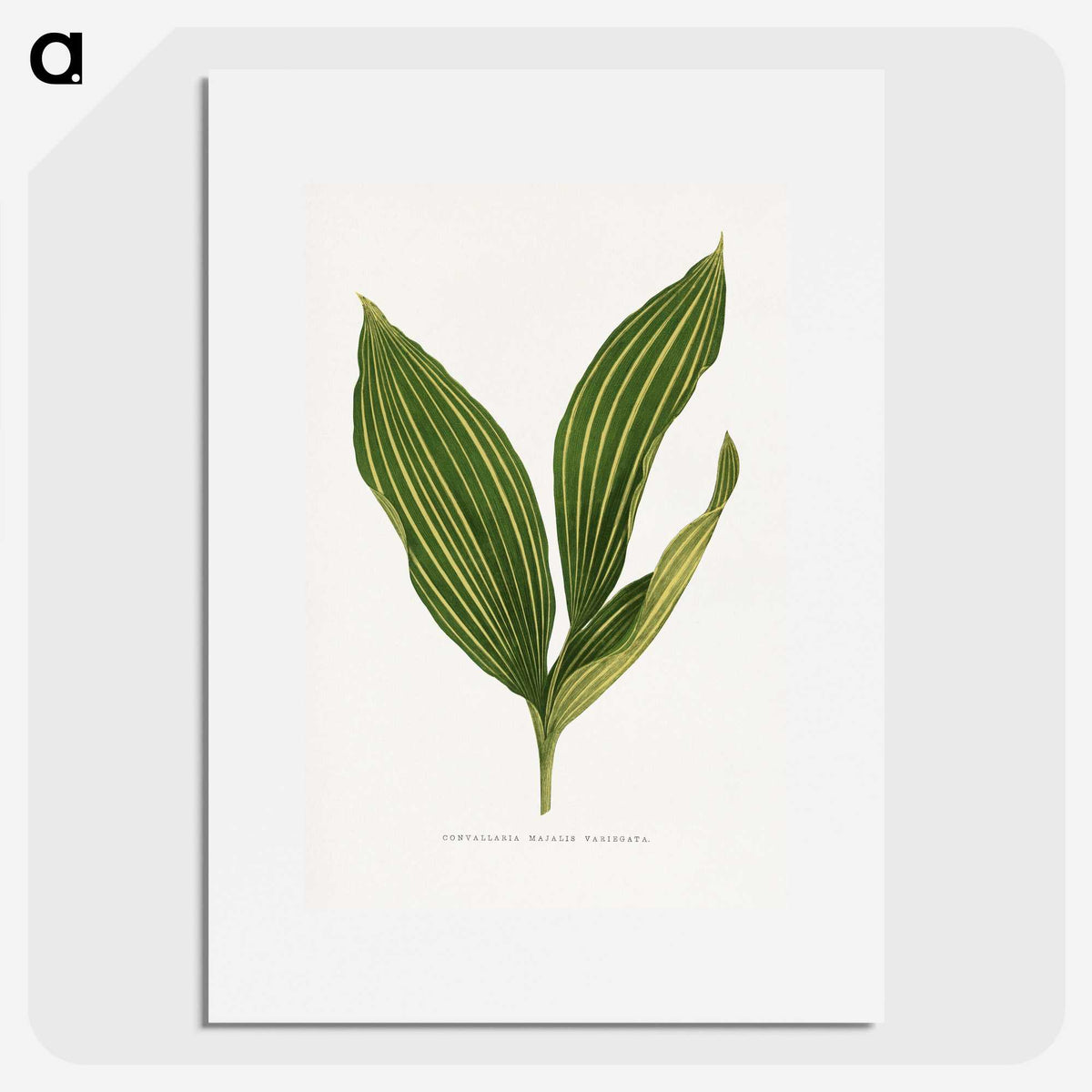 1-11_Plants-with-Colored-Foliage_picture
