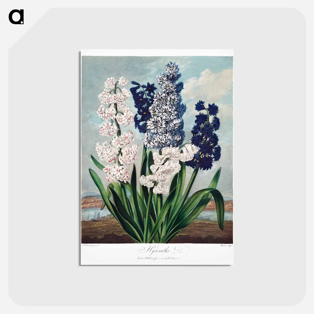 アートポストカード-Hyacinths from The Temple of Flora
- ロバート ジョン ソーントン Postcard.