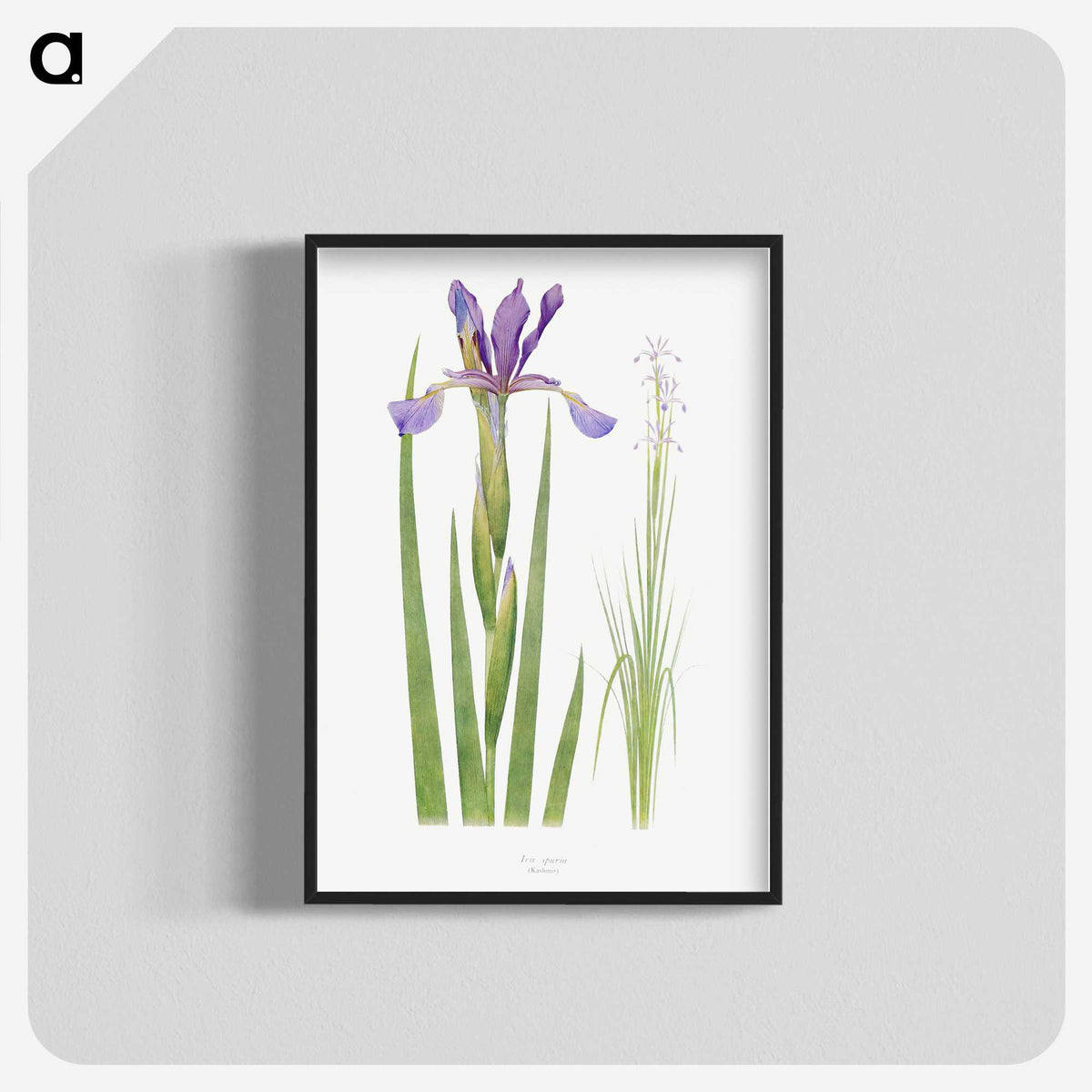 1-11_The-Genus-Iris_blk-crop