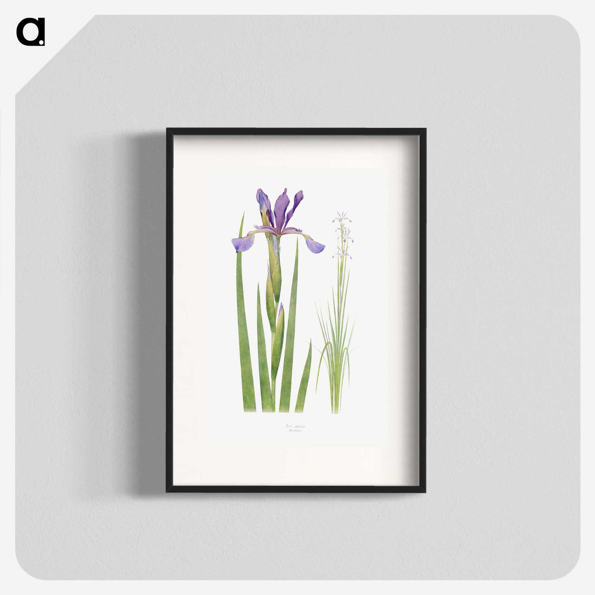 1-11_The-Genus-Iris_blk