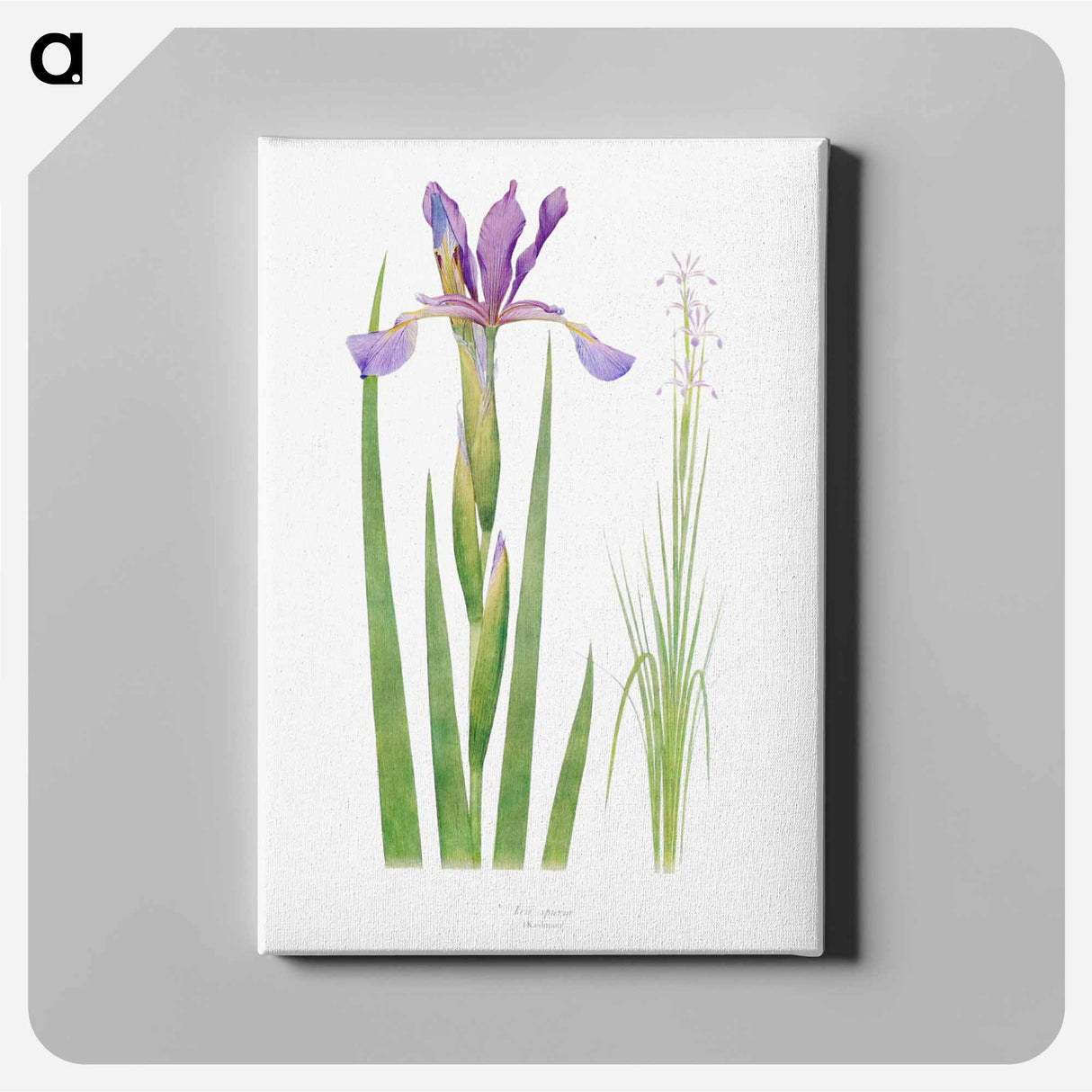 アートパネル-Iris Spuria from The Genus Iris
- アヤメ属 Canvas.