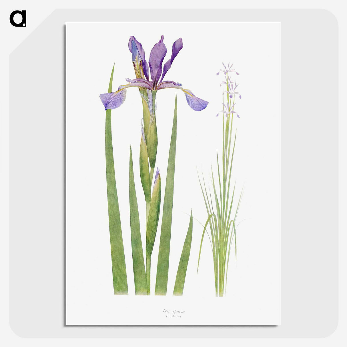1-11_The-Genus-Iris_picture-crop
