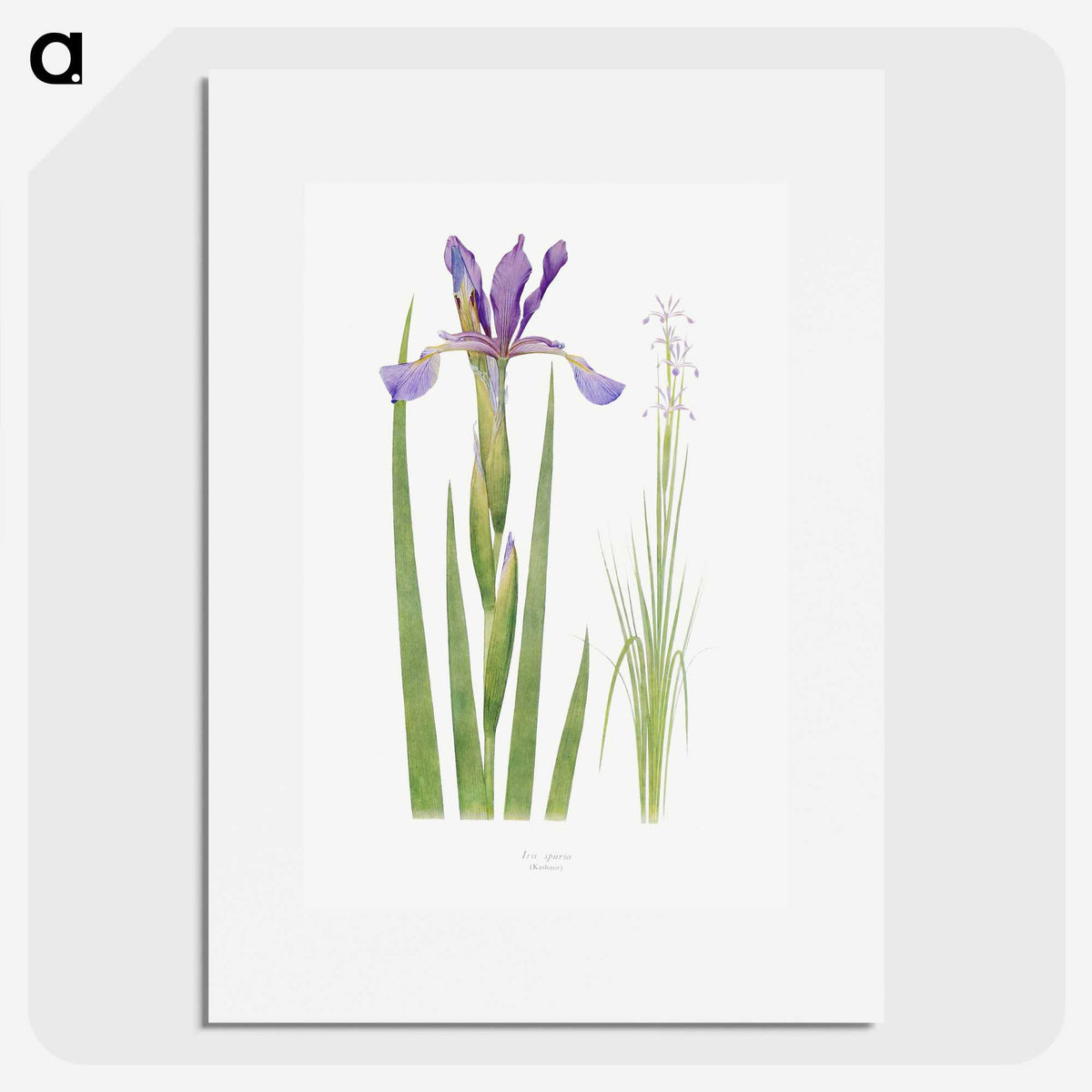 1-11_The-Genus-Iris_picture