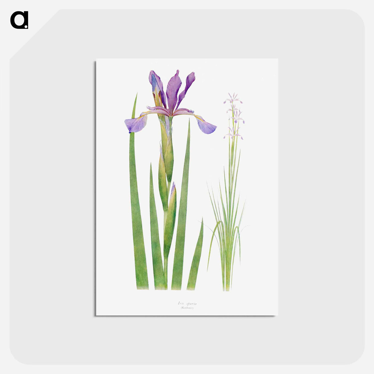アートポストカード-Iris Spuria from The Genus Iris
- アヤメ属 Postcard.