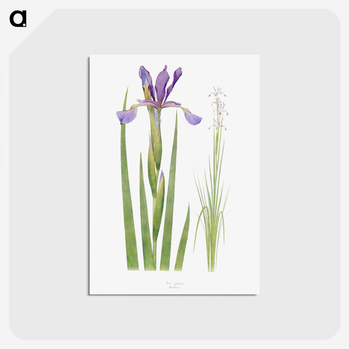1-11_The-Genus-Iris_postcard