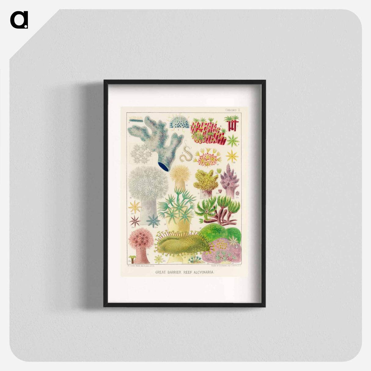 Great Barrier Reef Alcyonaria - オーストラリアのグレートバリアリーフ Poster.