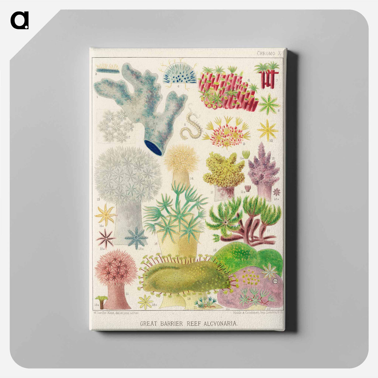 Great Barrier Reef Alcyonaria - オーストラリアのグレートバリアリーフ Canvas.