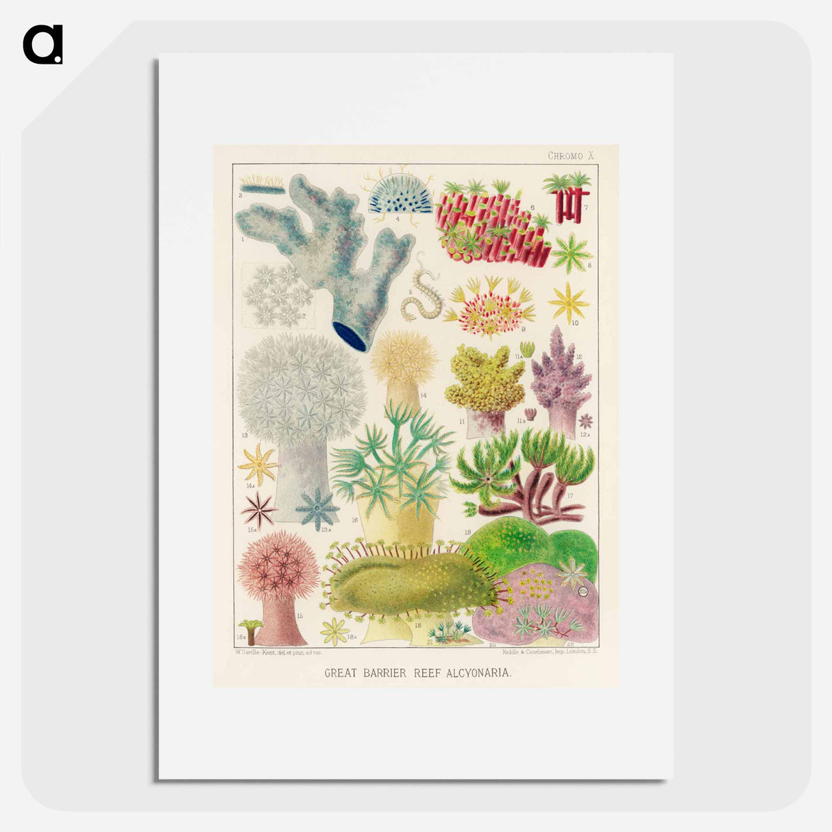 Great Barrier Reef Alcyonaria - オーストラリアのグレートバリアリーフ Poster.