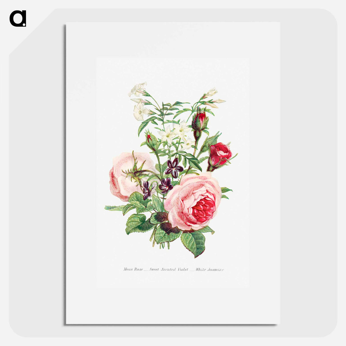 アートポスター-Moss Rose, Sweet Scented Violet and White Jasmine
- 花言葉 Poster.