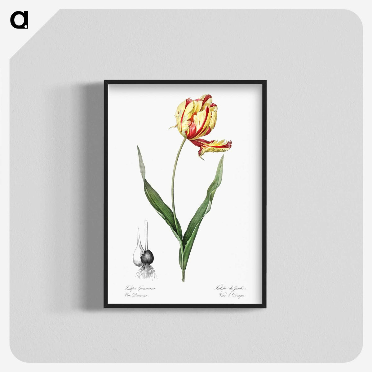 1-11_The-Lilies_blk-crop