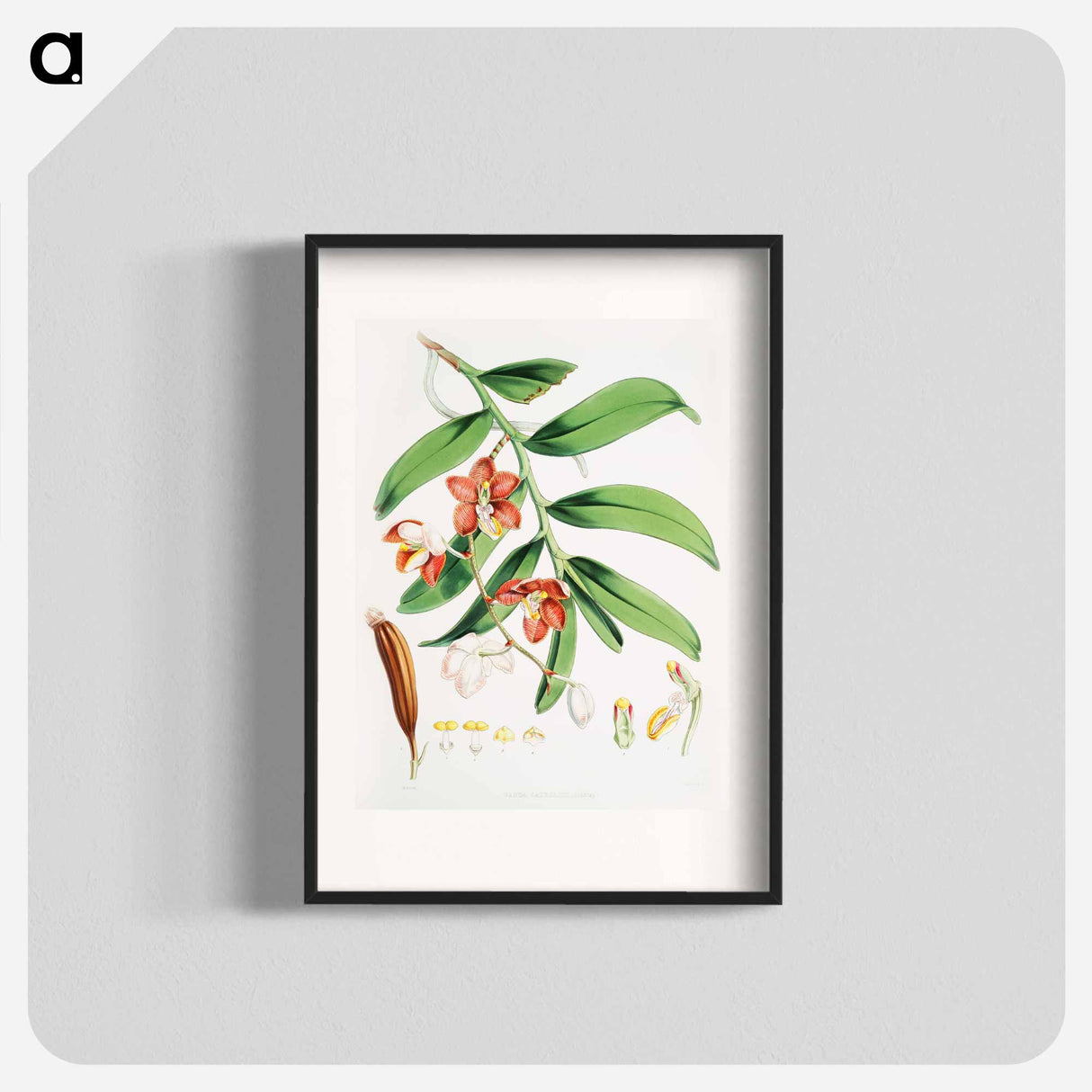 Vanda Cathcarti - Walter Hood Fitch Poster.