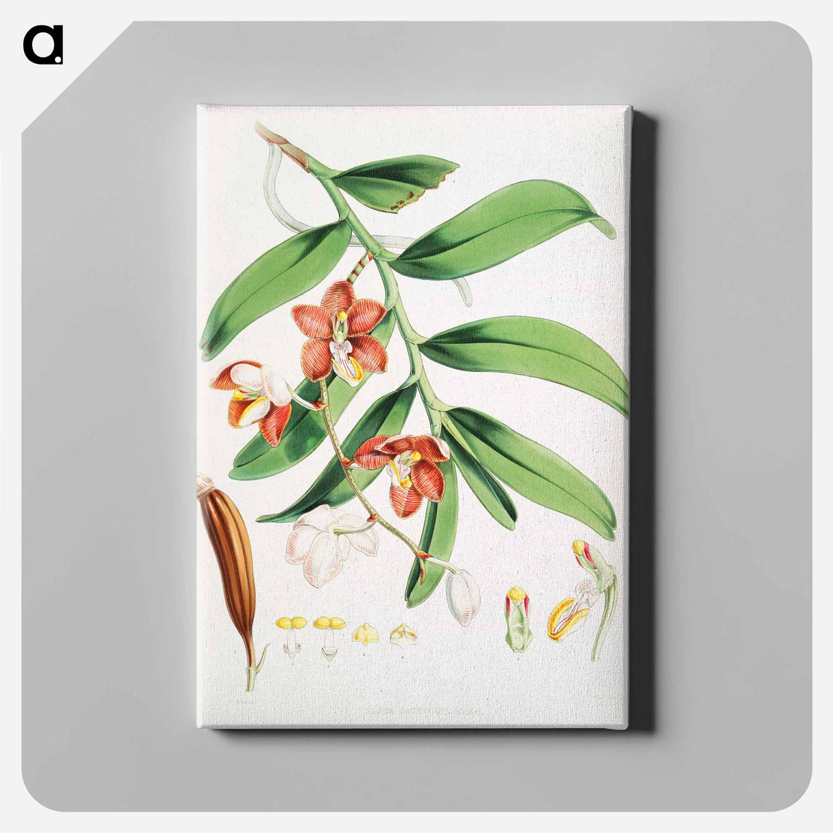 Vanda Cathcarti - Walter Hood Fitch Canvas.