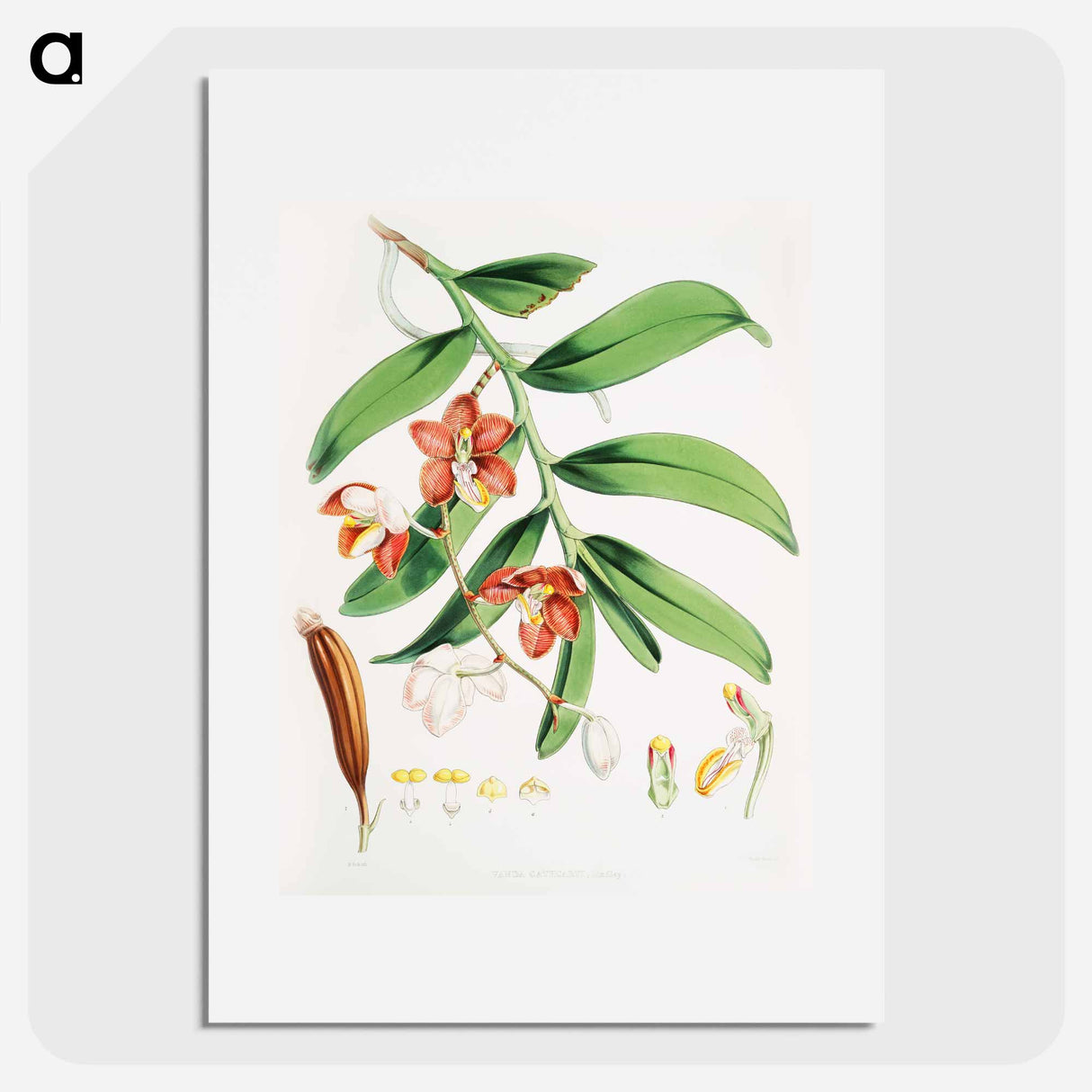 Vanda Cathcarti - Walter Hood Fitch Poster.