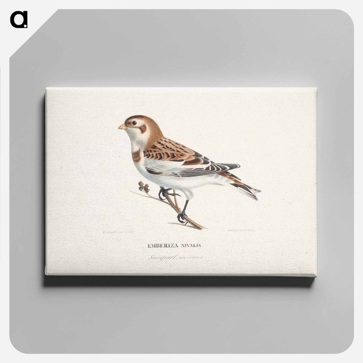 Snow bunting in winter - Wilhelm von Wright Canvas.