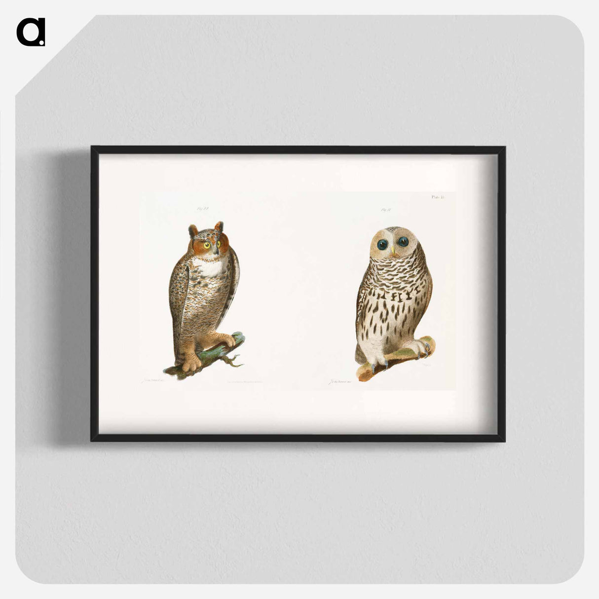 The Barred Owl (Ulula nebulosa) The Great Horned Owl (Bubo virginianus) - ニューヨークの動物学 Poster.