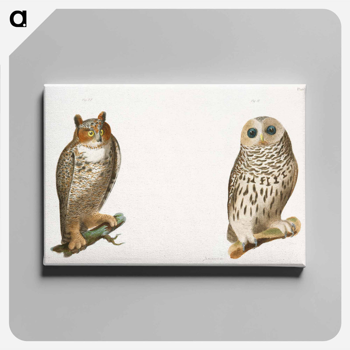 The Barred Owl (Ulula nebulosa) The Great Horned Owl (Bubo virginianus) - New York Zoological Canvas.