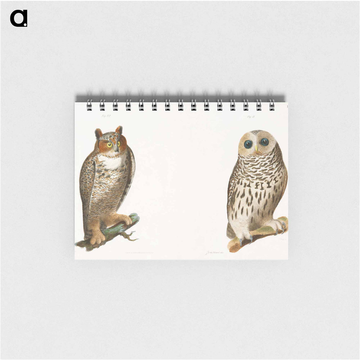 The Barred Owl (Ulula nebulosa) The Great Horned Owl (Bubo virginianus) - ニューヨークの動物学 Memo.