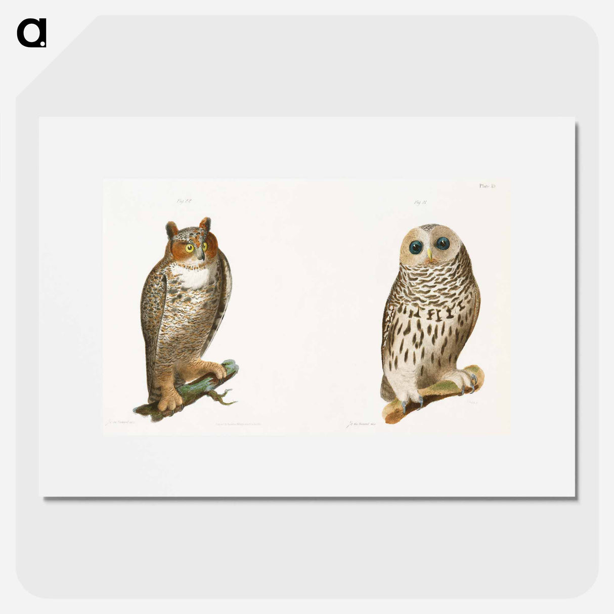 The Barred Owl (Ulula nebulosa) The Great Horned Owl (Bubo virginianus) - ニューヨークの動物学 Poster.