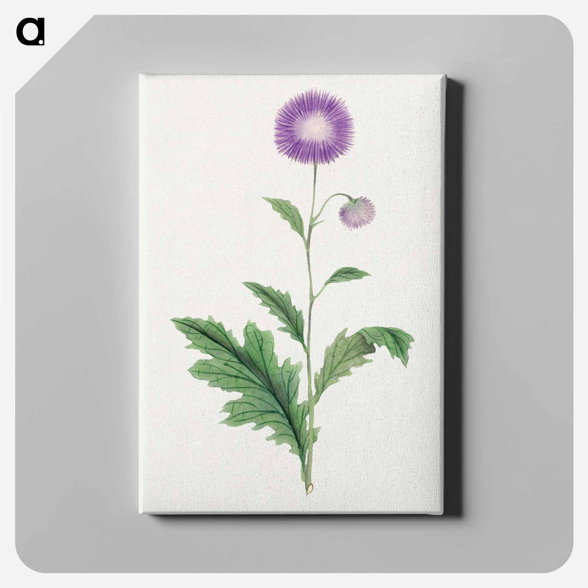 Kitsune azami - 19世紀の日本の花 Canvas.