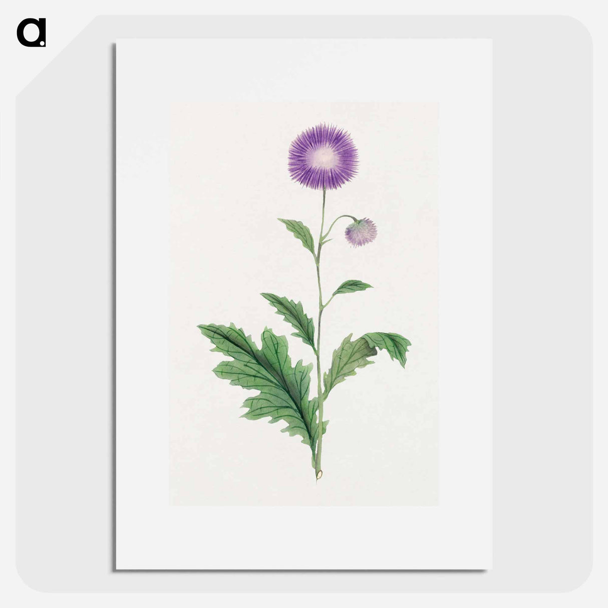 Kitsune azami - 19世紀の日本の花 Poster.