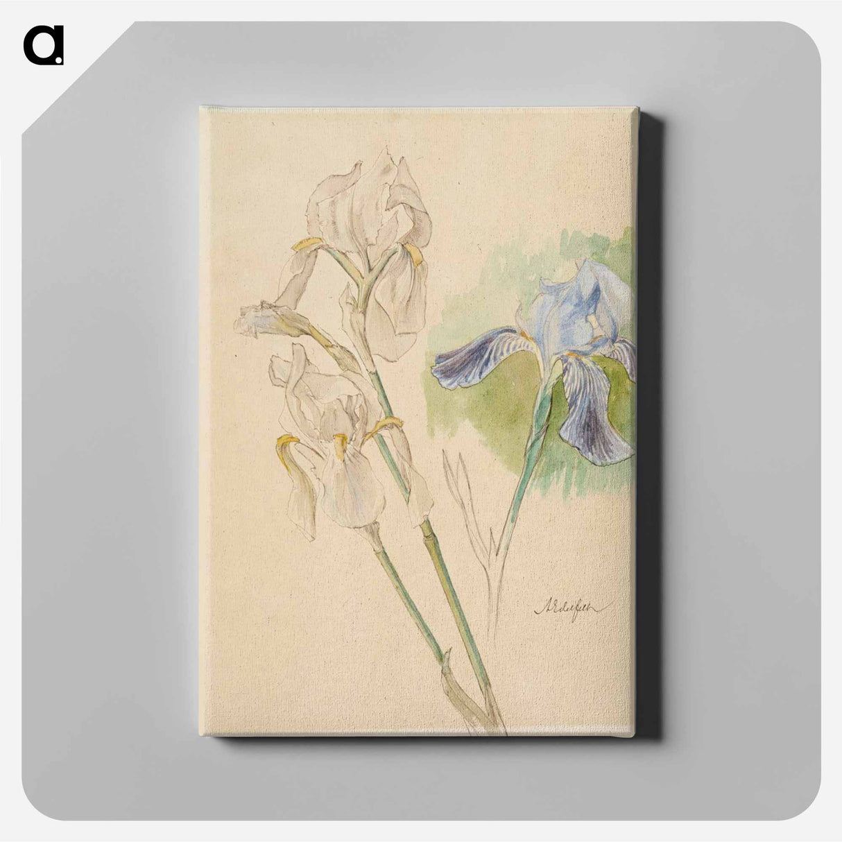 Flower studies - アルバート エーデルフェルト Canvas.