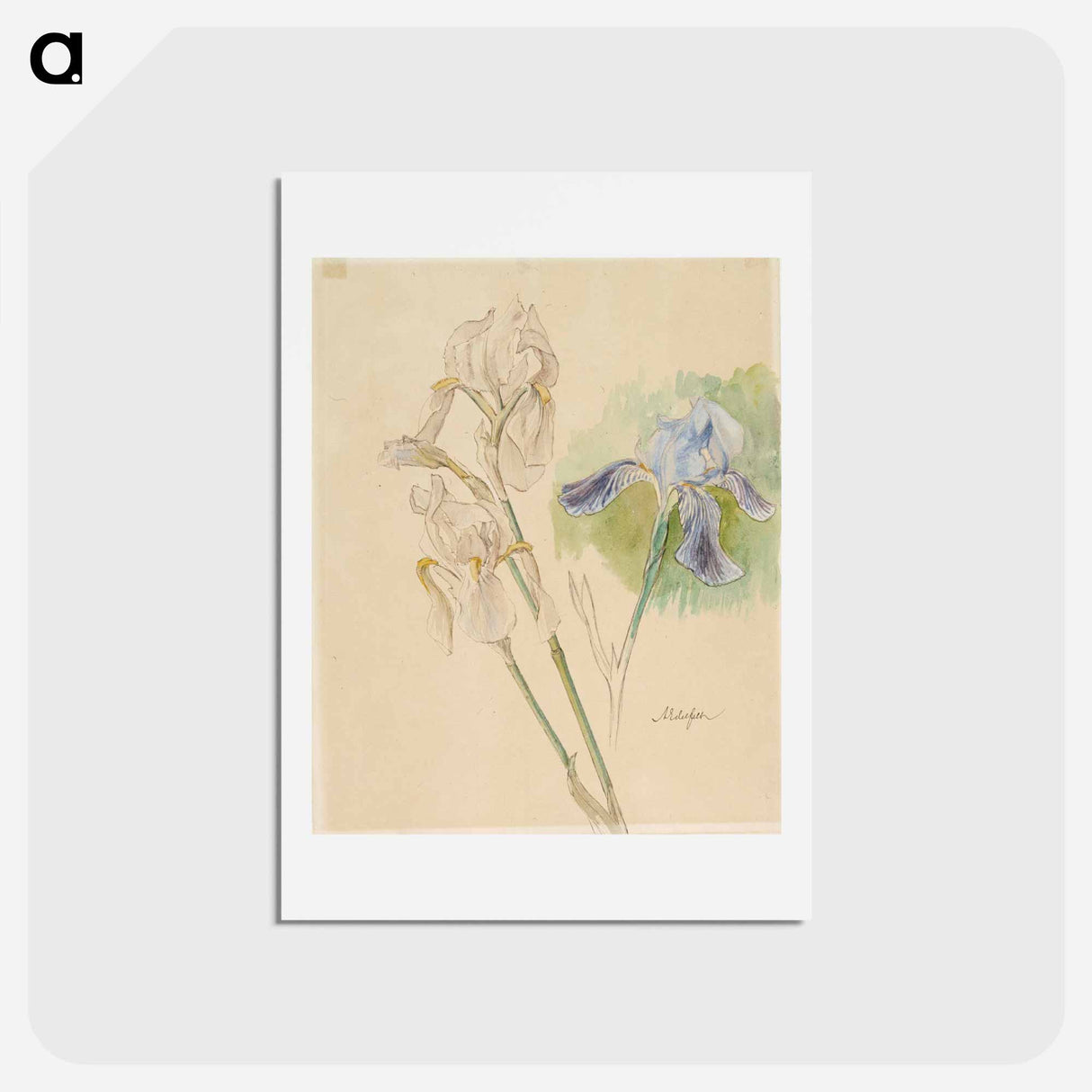 Flower studies - アルバート エーデルフェルト Postcard.