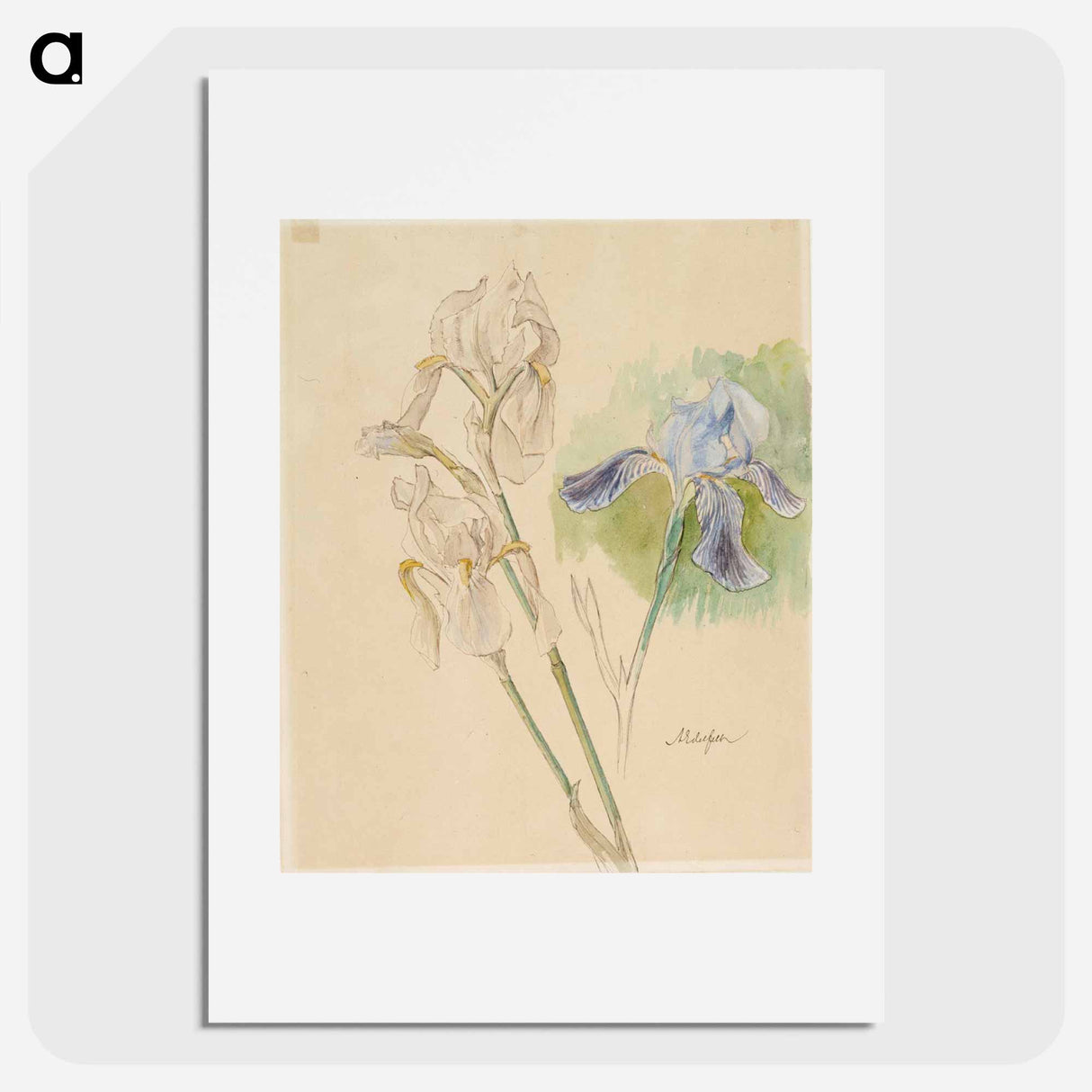 Flower studies - アルバート エーデルフェルト Poster.