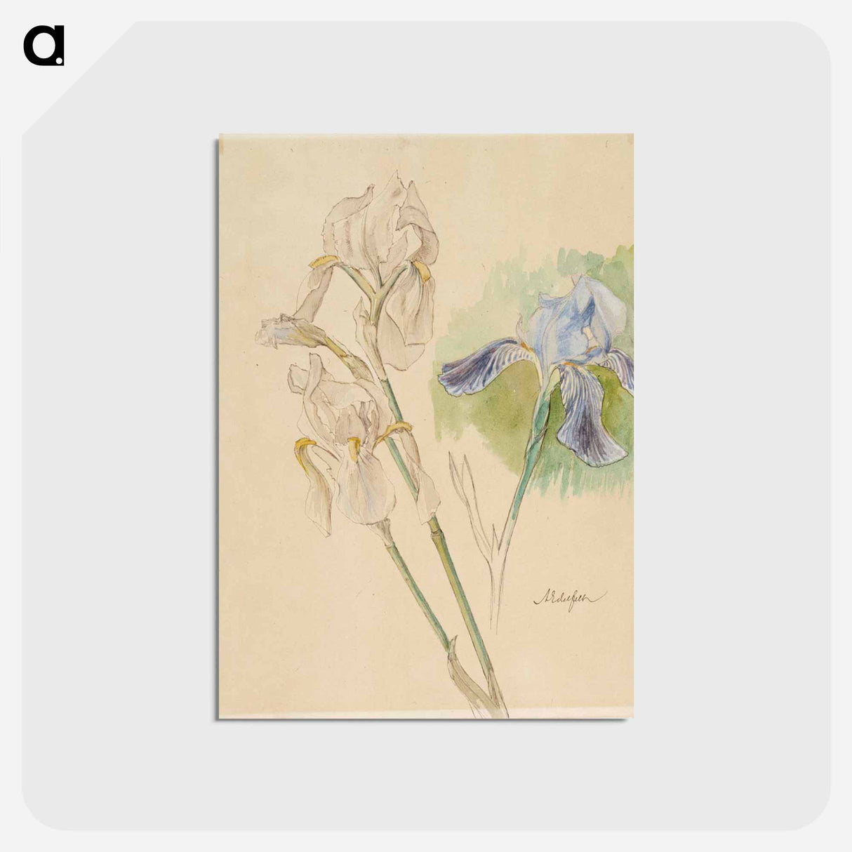 Flower studies - アルバート エーデルフェルト Postcard.