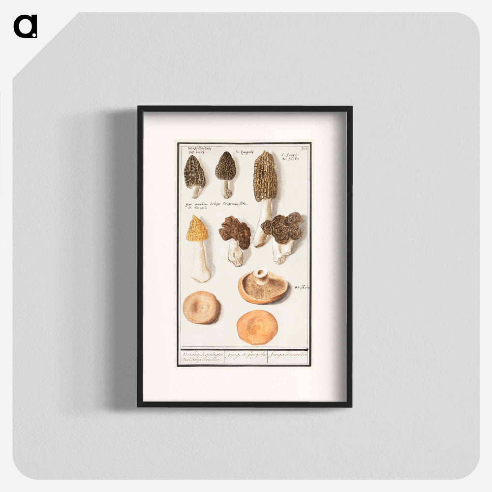 Morels, Morchella - アンセルムス ボエティウス デ ブート Poster.