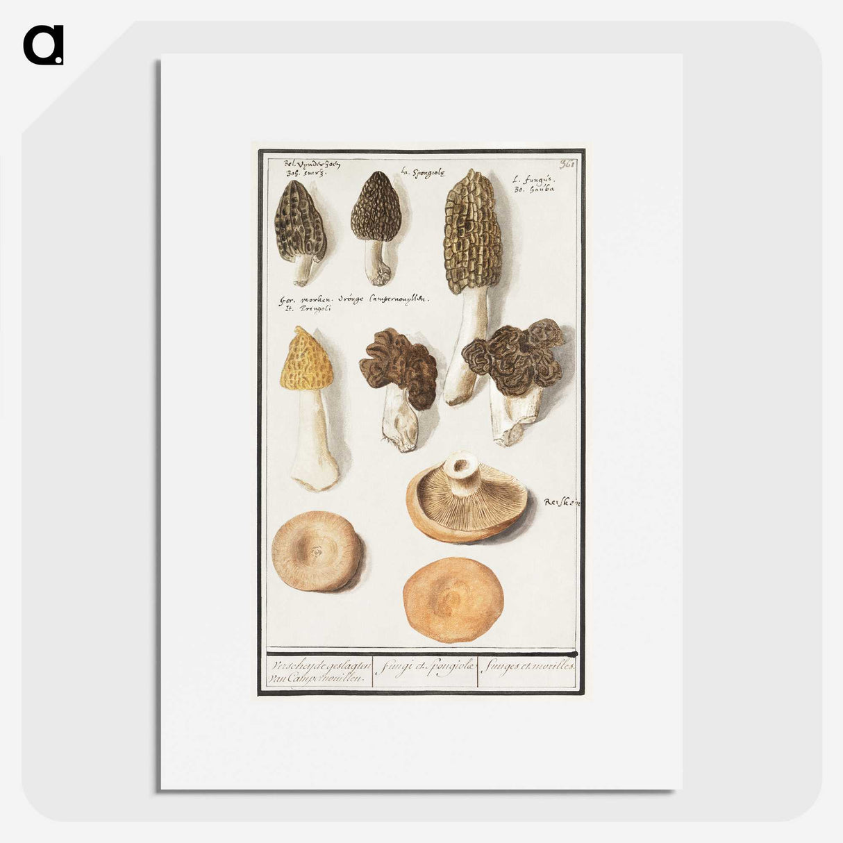 1-12_Anselmus-Boetius-de-Boodt_picture