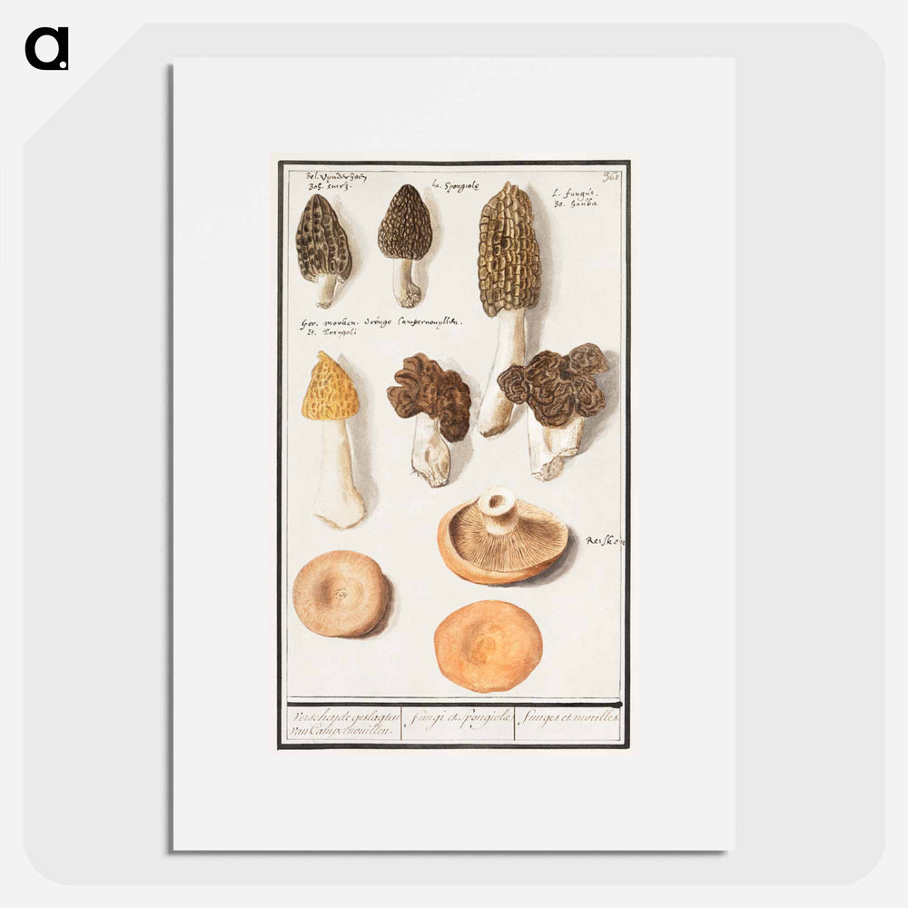 Morels, Morchella - アンセルムス ボエティウス デ ブート Poster.