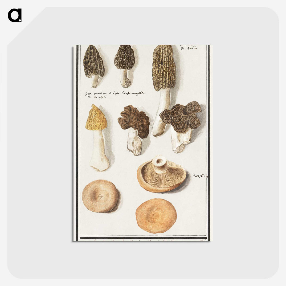 1-12_Anselmus-Boetius-de-Boodt_postcard