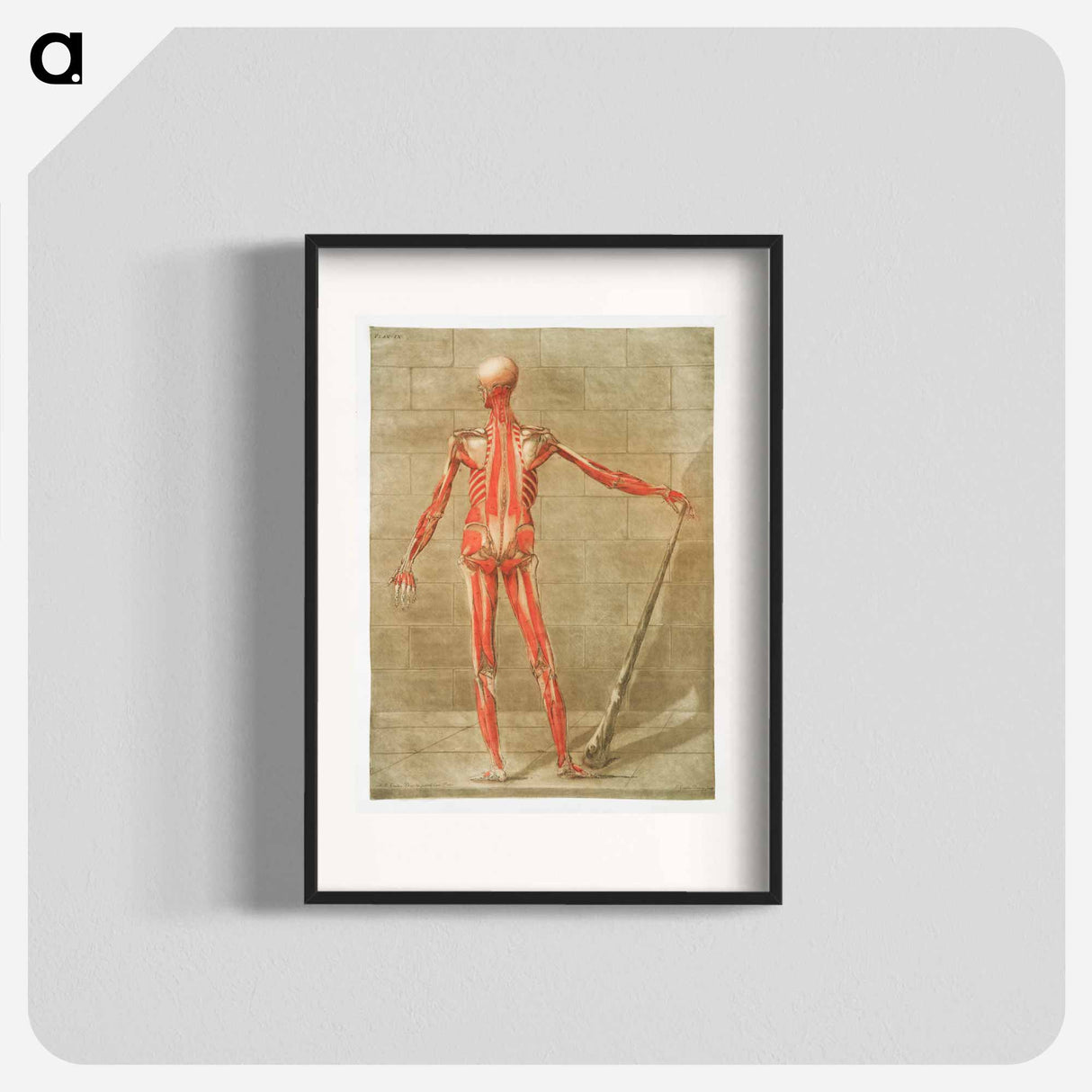 This fascinating collection of anatomical illustrations - アルノルド エロイ ゴーティエ ダゴティ Poster.