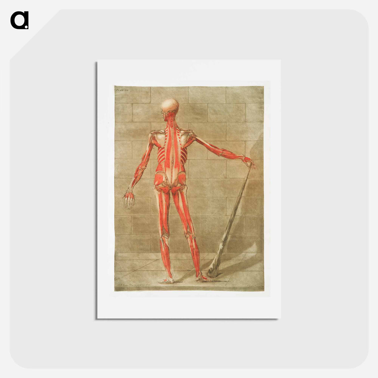 This fascinating collection of anatomical illustrations - アルノルド エロイ ゴーティエ ダゴティ Postcard.