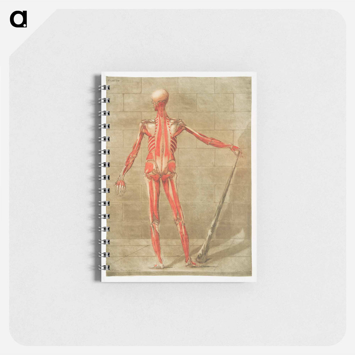 This fascinating collection of anatomical illustrations - アルノルド エロイ ゴーティエ ダゴティ Memo.