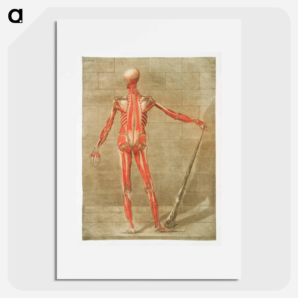 This fascinating collection of anatomical illustrations - アルノルド エロイ ゴーティエ ダゴティ Poster.