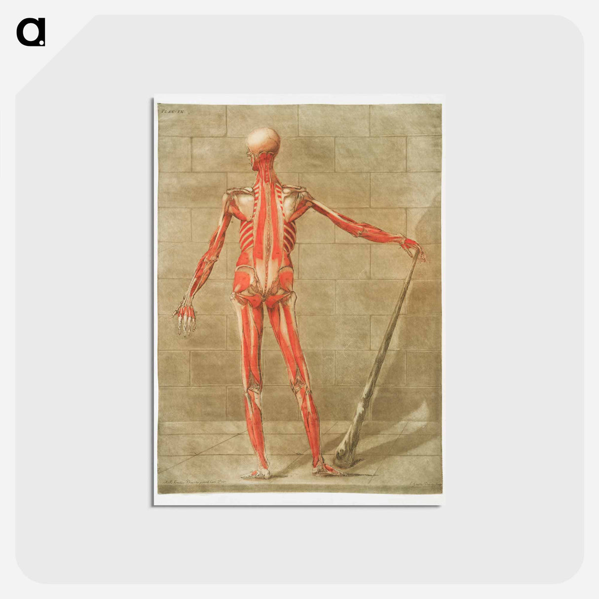 This fascinating collection of anatomical illustrations - アルノルド エロイ ゴーティエ ダゴティ Postcard.