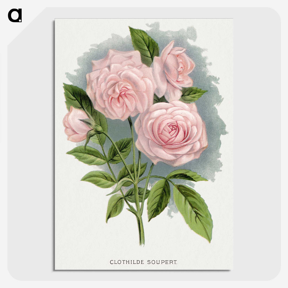 1-12_Botanical-Specimen-Plates_picture-crop
