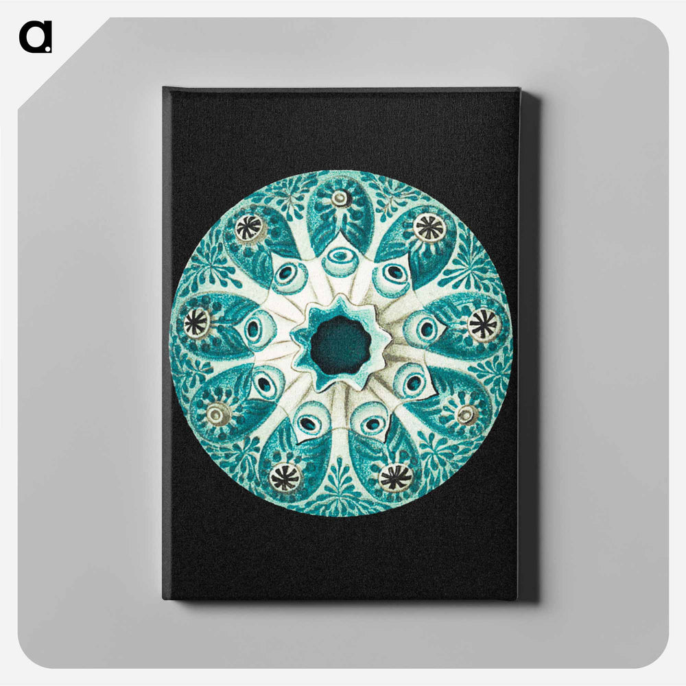 Colorful vintage tunicate marine life illustration - エルンスト ヘッケル Canvas.