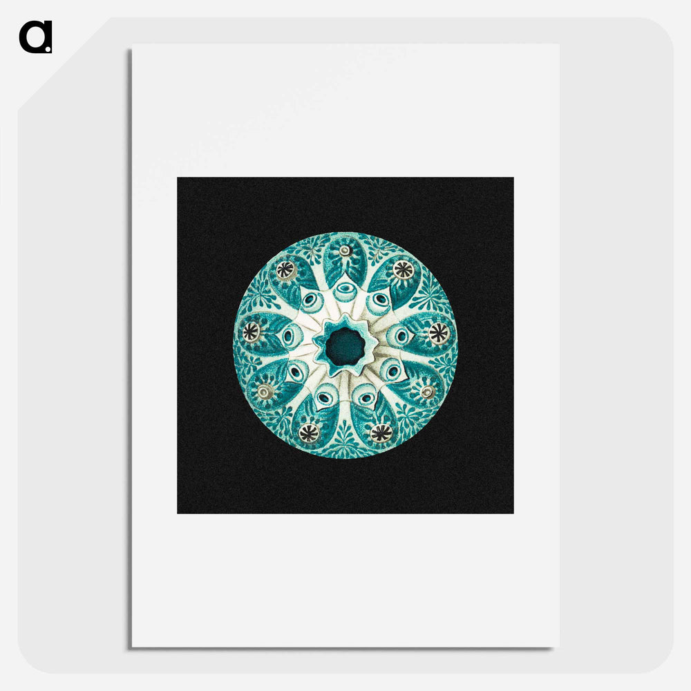 Colorful vintage tunicate marine life illustration - エルンスト ヘッケル Poster.