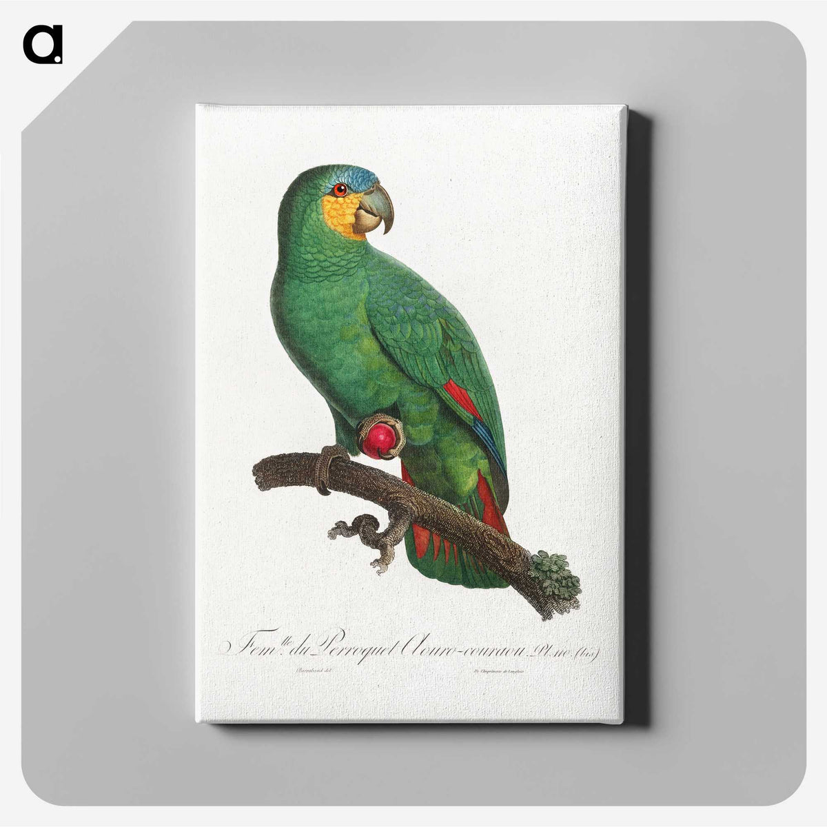 1-12_Francois-Levaillant_canvas